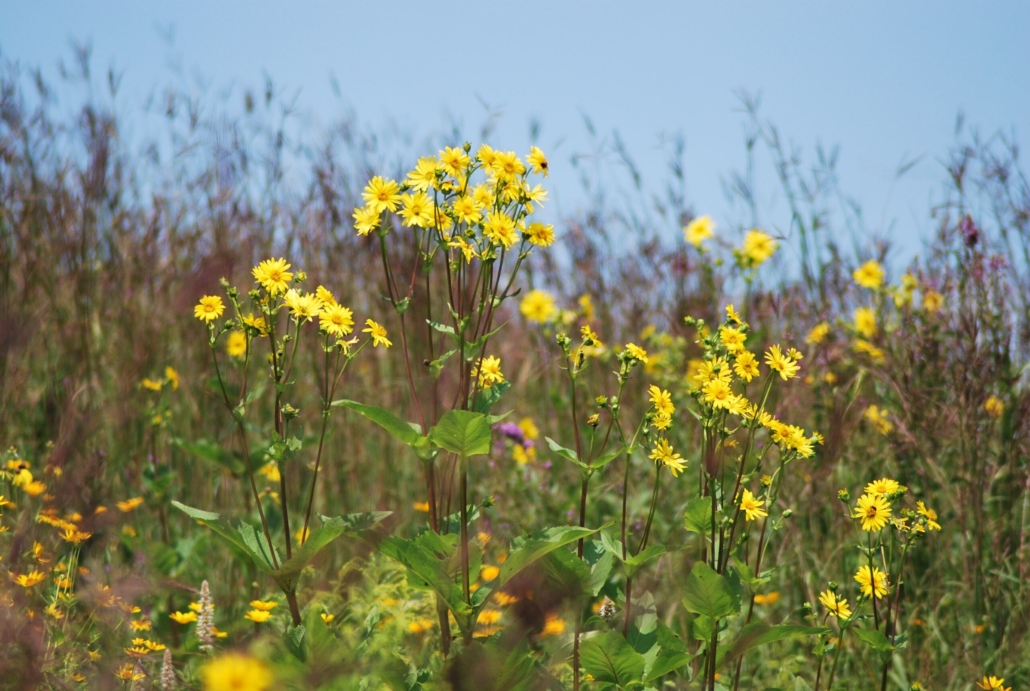 Yellow prairie flowers and sky